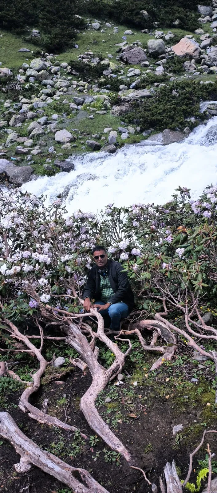 Among high-altitude flowering shrubs in Kashmir, India.
